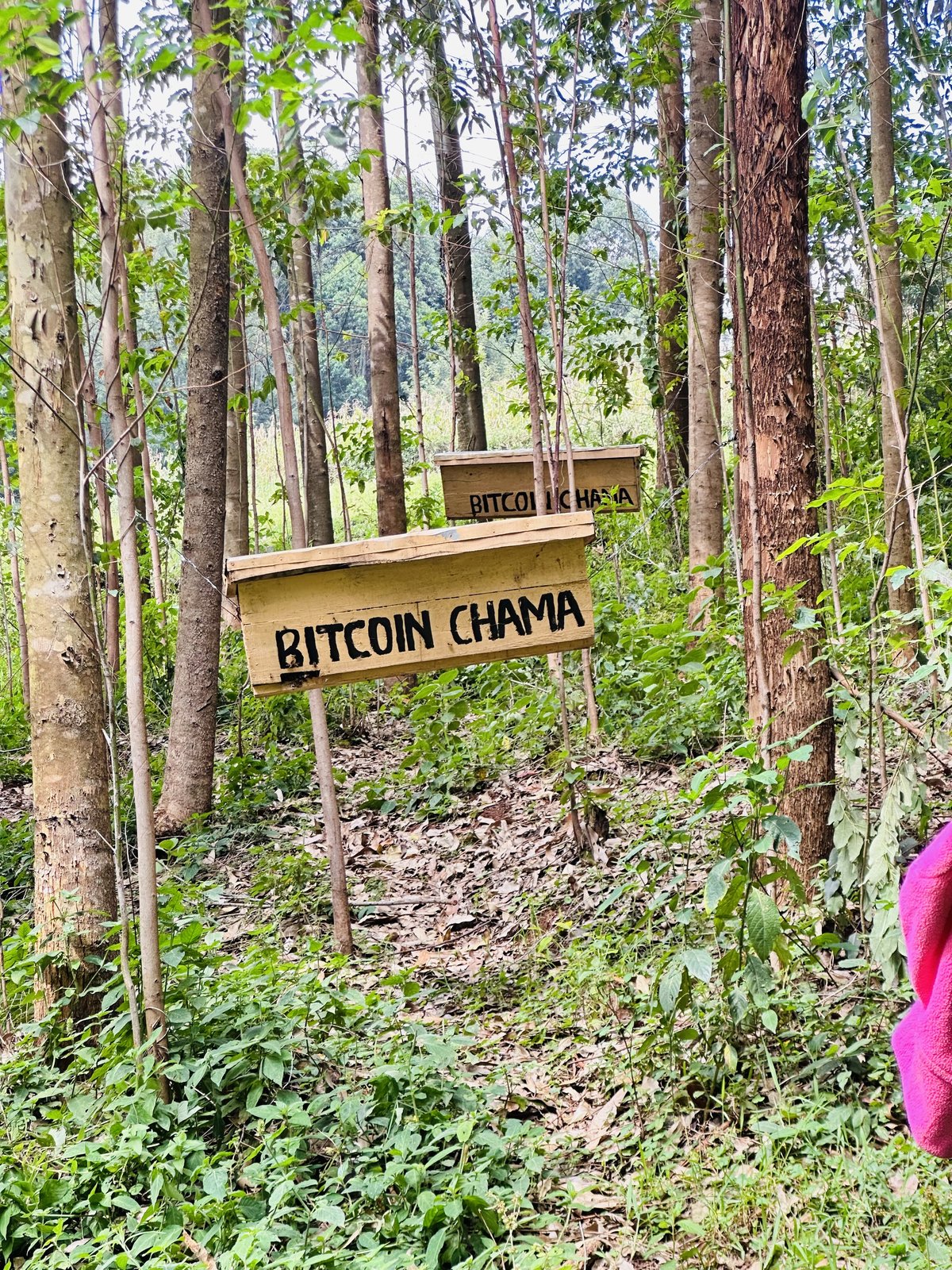 Bitcoin Chama wooden sign in the forest